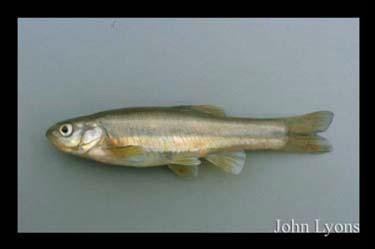 Finescale Dace Chrosomus neogaeus Federal Listing State Listing Global Rank State Rank Regional Status SC S3 Photo by John Lyons Justification (Reason for Concern in NH) Finescale dace are vulnerable