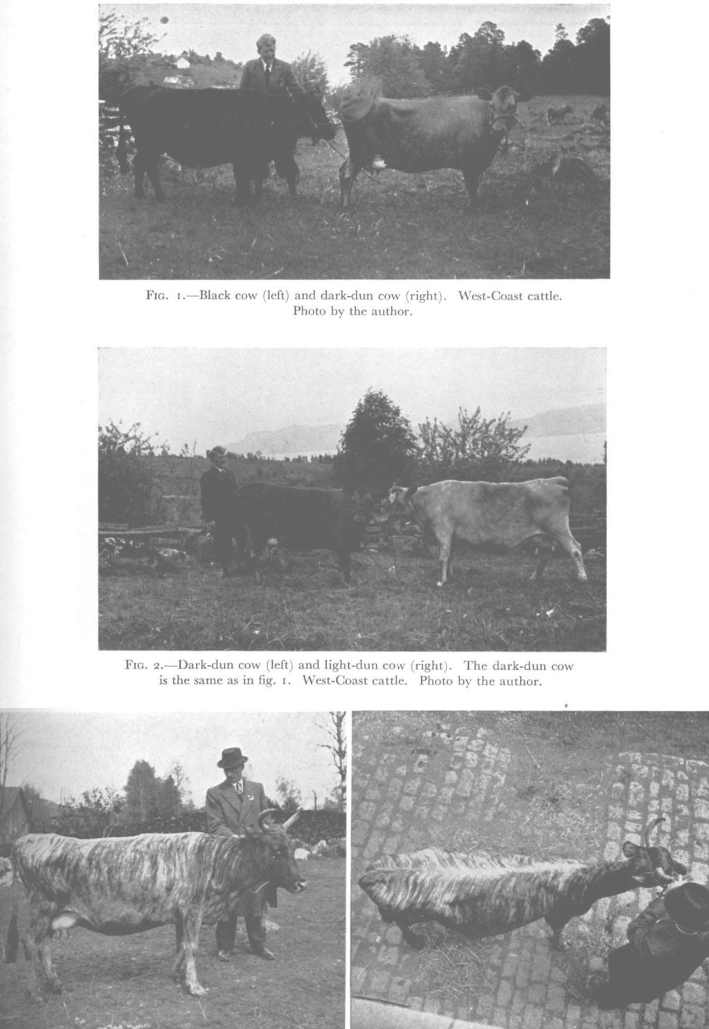 Fm. i Black cow (left) and dark-dun cow (right). West-Coast cattle. Photo by the author. FIG.. Dark-dun cow (left) and light-dun cow (right). The dark-dun cow is the same as in fig. r.
