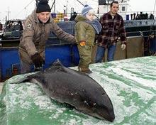 Pie Liepajas kuga tiklos iekluvis delfins LETA 27. janvaris (2004) 14:40 Mirušais, tiklos atrastais cukdelfins liepajniekiem.