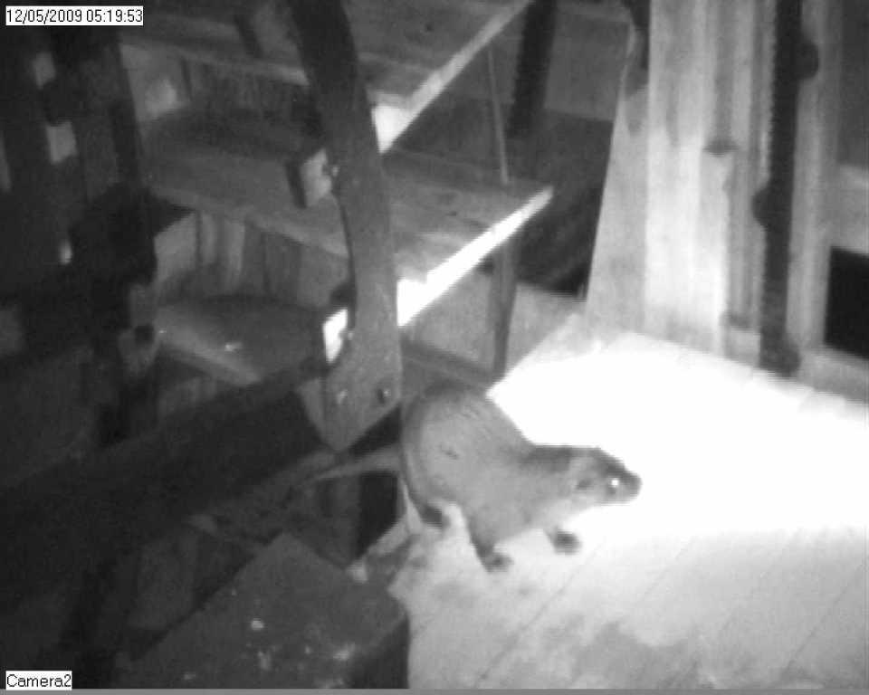 Cricklepit mill otter update Otter Spotters Thank you to Devon Wildlife Trust and Viridor for use of this photo.