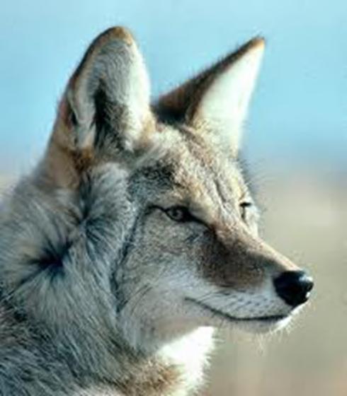 Coyotes (Canis latrans) in