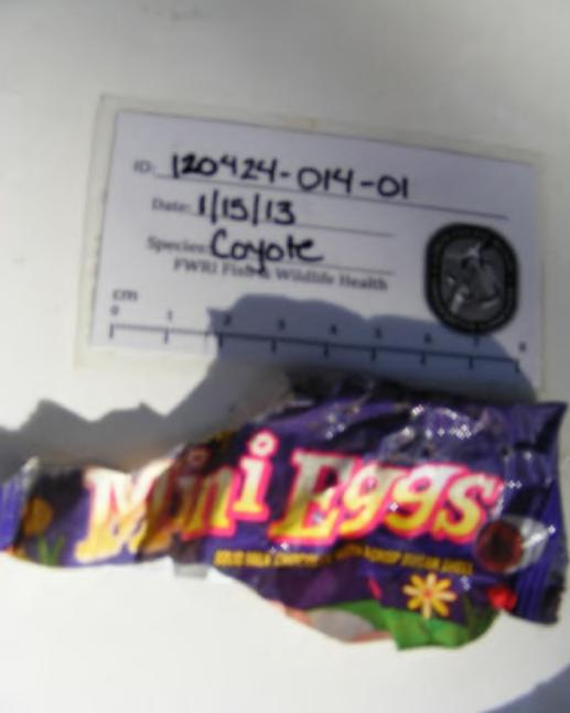 Coyote diet study Candy wrapper found in coyote 1051,