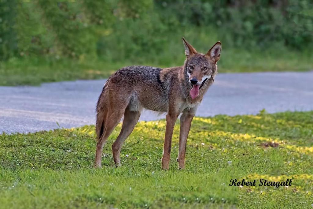 Coyotes in Florida: Positive impacts?
