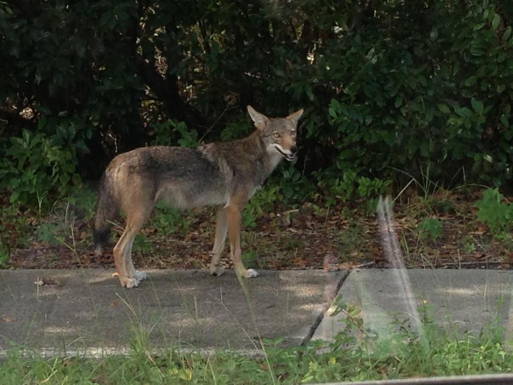 Coyotes in Florida: Human Conflict