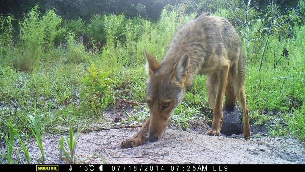 Attacks by coyotes on humans are exceedingly rare Coyotes will kill cats