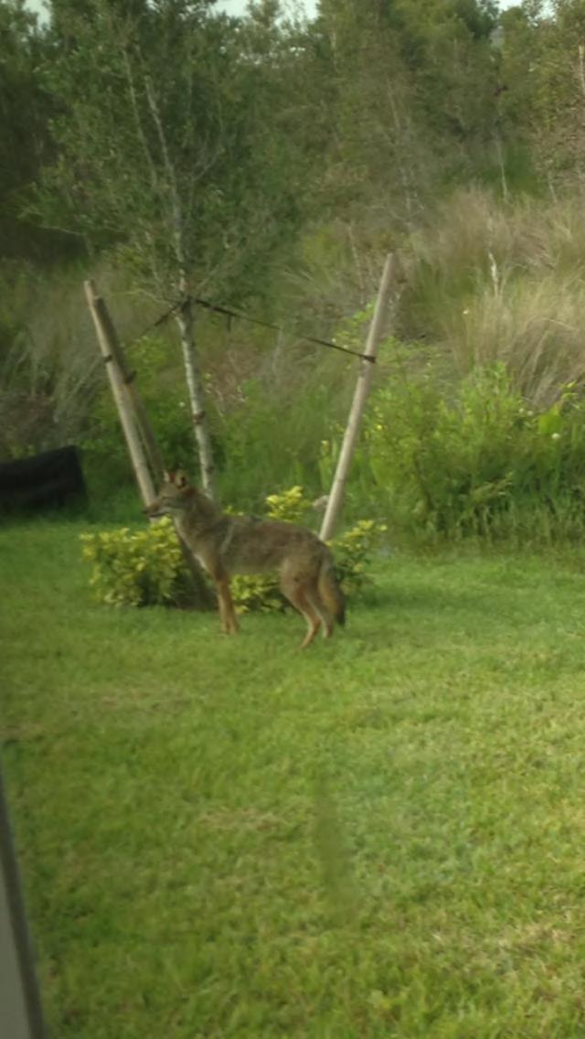 Coyotes in Florida: some advice Never feed coyotes or any wild animal It is illegal to feed coyotes in Florida!
