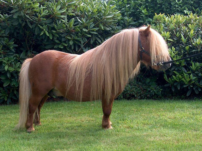 Shetland Pony inhabits the Shetland