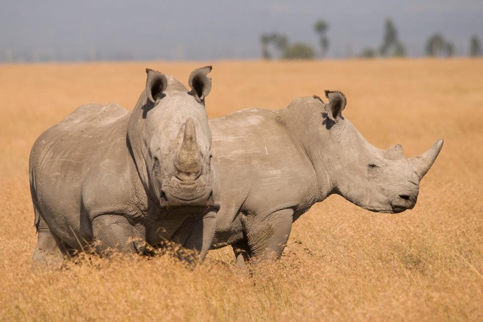 Rhinos live in Africa. They are very big and have long horns. Do you live in Africa too?