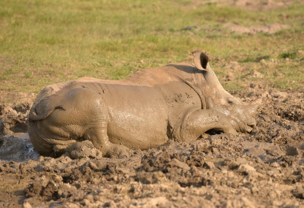 Although rhinos are very big, they can run very fast! Can you run fast? Can you think of any other animals which can run very fast?