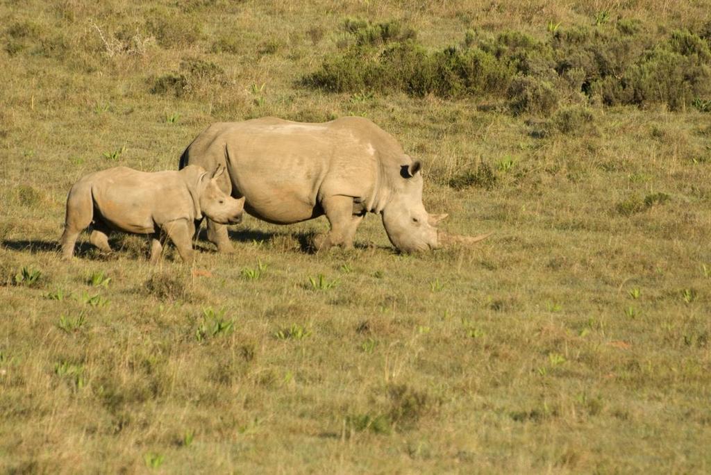 Here is a picture of a baby rhino. They stay with their mother until they are about 3 years old.