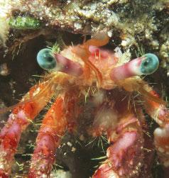Some animals have clever ways to protect themselves. Most hermit crabs live in the sea.