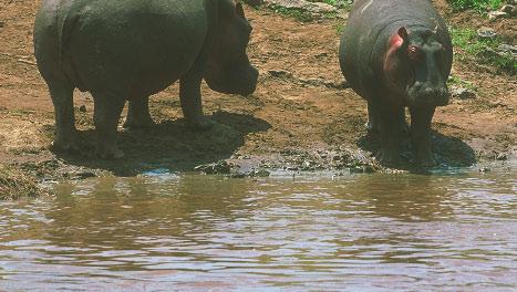 A hippo is a large animal. A hippo spends its day near water.