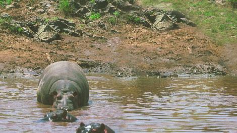 Hippos live where the hot sun shines. Their skin makes a pink cream. The cream is a kind of sunblock.