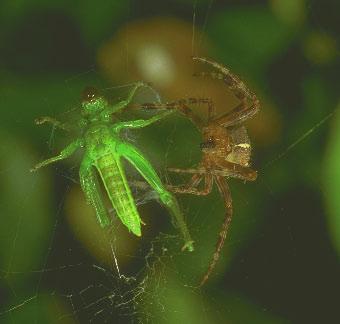 Some spiders have a clever way to catch food. They spin a sticky web.