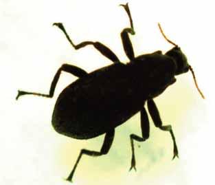 Riffle Beetle Adults: Order Coleoptera Riffle beetles do not swim quickly in or on top