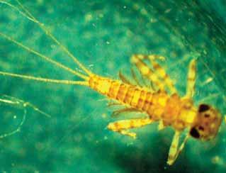 Mayfly in the Leptophlebiidae  Note