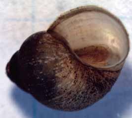 Gilled Snails: Class Gastropoda Shell opening covered by a thin plate called an operculum.