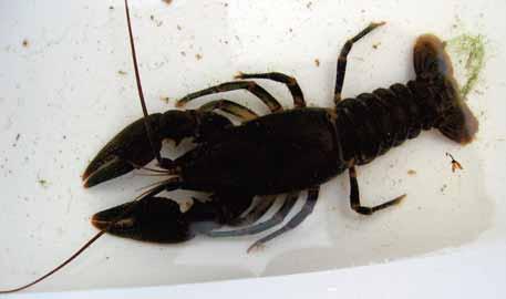 Crayfish: Order Decapoda Two large claws. Eight legs. Resemble a small lobster.