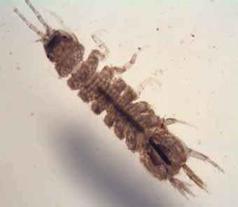 Sowbugs: Order Isopoda Two pairs of antennae, one pair much longer than the other.