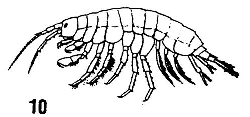 Scuds: Order Amphipoda Two pairs of antennae, of about the