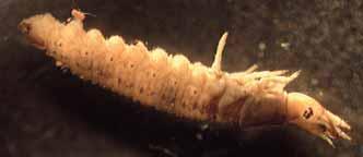 Hydrophilidae larva (water scavenger