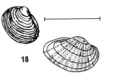 Clams: Class Bivalvia Clams are smaller and rounder than mussels. When in the bin, a clam s soft fleshy body may emerge from its shell.