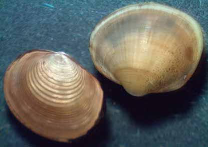 Two hinged shells enclose soft body.* Generally oval with concentric growth rings. Up to 1 inch long.