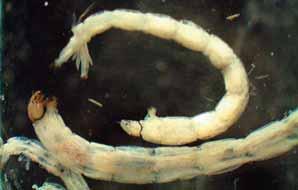 Thin, slightly curved segmented inchworm-like body.