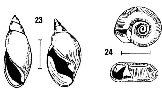 Pouch & Other Snails: Class Gastropoda When you hold it narrow end up with its opening