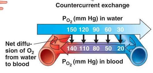 17 Counter-Current Exchange If blood and water
