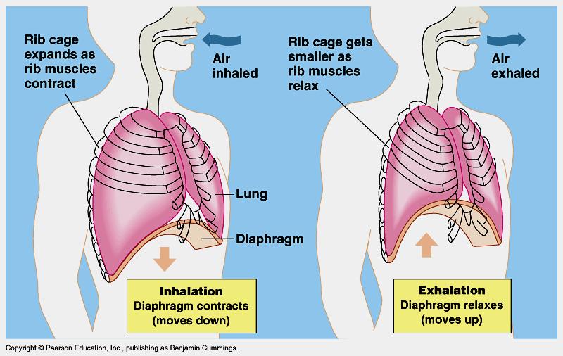 Ventilation Breathing to move air in & out of lungs -> increase O2 and decrease CO2 within alveoli positive pressure breathing: push air into lungs with mouth (frogs) negative pressure breathing: