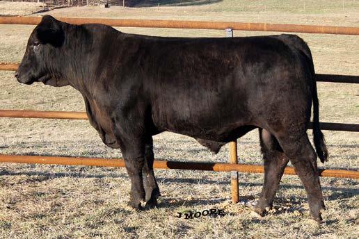 18 Commander is another low birth Micah 127Y son that excelled in growth to weaning age. His dam consistently produces easy calving bulls that are low maintenance, care free breeders.