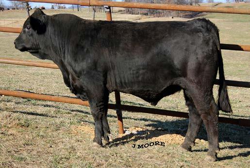 Like his full brother, 61C3, this bull has a ton to offer a breeding program whether it s for a commercial or purebred producer.