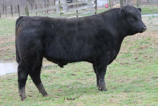 37 One of three flush brothers out of the popular Butler s Red Oak who certainly needs no introduction as he continues to sire cattle that excel in growth, power and performance and continually works