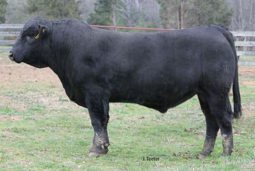 His dam is an extremely productive Partisover Anchor RJ daughter out of the JBOB 1134F donor who was a full sister to the legendary JBOB 92C cow.