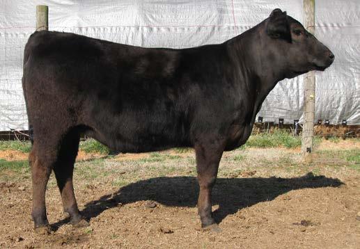 Miss Granite was sired by one of the great performance Angus bulls, SITZ Wisdom 481T, which together will make a wonderful breeding piece to promote your herd. She ranks in the top 25% on YW an MB.