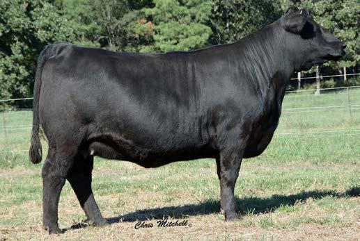 A full sister topped our 2015 fall sale for $13,250 going to Cedar Top and Warner Beef Genetics.
