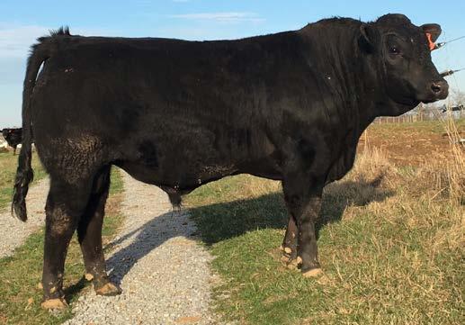 GENTLE G 141Y HHF U58 HHF N27 12 0.9 75 107 43 81 7-0.53 34 0.67 0.03 76.08 Gentle G 12C is homozygous black Sam son with genetic strength for maternal and carcass traits.