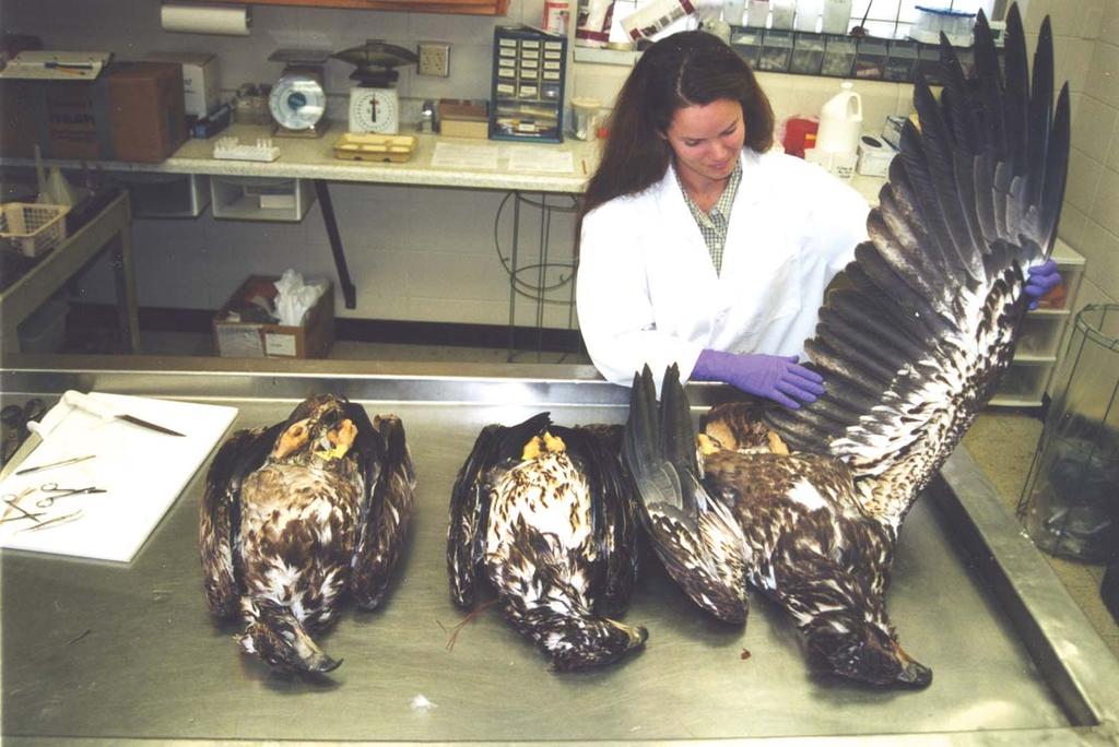 SCWDS is currently researching avian vacuolar myelinopathy (AVM), a fatal brian disease that is affecting bald eagles. Here a biologist prepares to test three eagles.