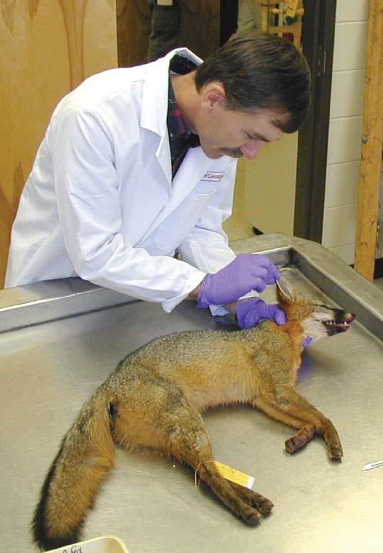 A SCWDS biologist checks a fox for tapeworms which can be fatal to humans. The animal had been confiscated after being moved illegally.