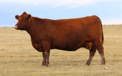 Sterling Livestock Commission Sterling, Colorado Offering 69