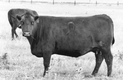 Foundation Females Our Program We purchased our first Registered Red Angus cow in 1993 and started in the Red Angus business in 1997.