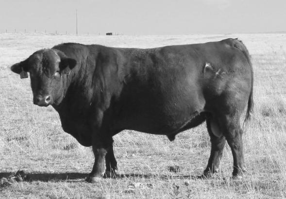Reference Sires RK CALVO RED KNIGHT 86A BULL 5/23/13 A100% AR Ratio RSJR86A 1722568 Act. BW 104 75 BECKTON LANCER F442 T Adj.