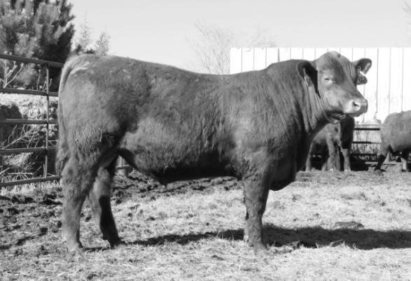 He s a son of our all-time high selling bull, is line-bred back to Beckton Dominor T754Z, and has a lot of good cows in his pedigree.