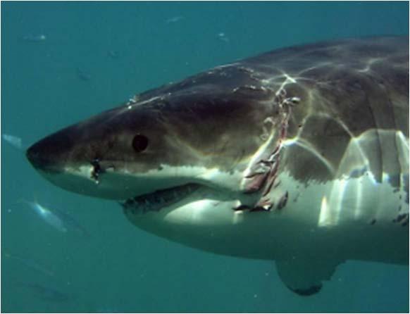 Figure 38. Injuries seen on the left side of Shark #12 (head is pointing toward the bottom of the pictures).