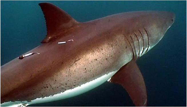 Biopsy samples are also proposed to be collected from as many as 200 free-swimming sharks for genetic analysis.