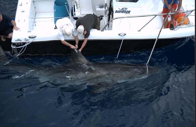 about White Shark mating behavior; therefore, it cannot be determined whether this type of tagging could cause an effect on mating, nor are there any means of studying whether such an adverse effect