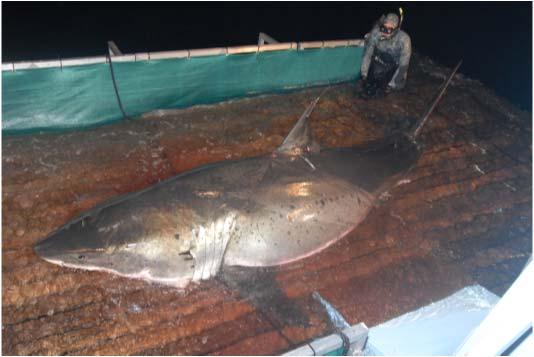 Figure 29. Tagged shark on platform. Note size of the fin-mounted tag relative to the dorsal fin.