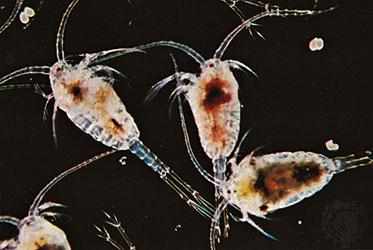 Subclass Copepoda. Copepods are among the most abundant animals on Earth!