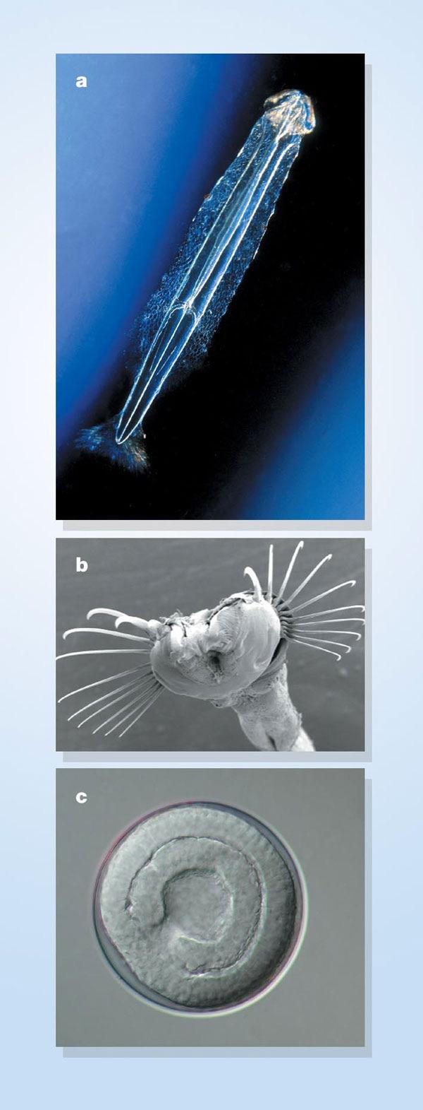 Phylum Chaetognatha. Free-living, torpedo shaped, marine carnivorous. Common name - Arrow Worms.